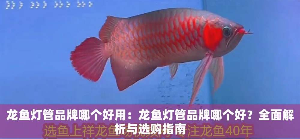 龍魚燈管品牌哪個好用：龍魚燈管品牌哪個好？全面解析與選購指南