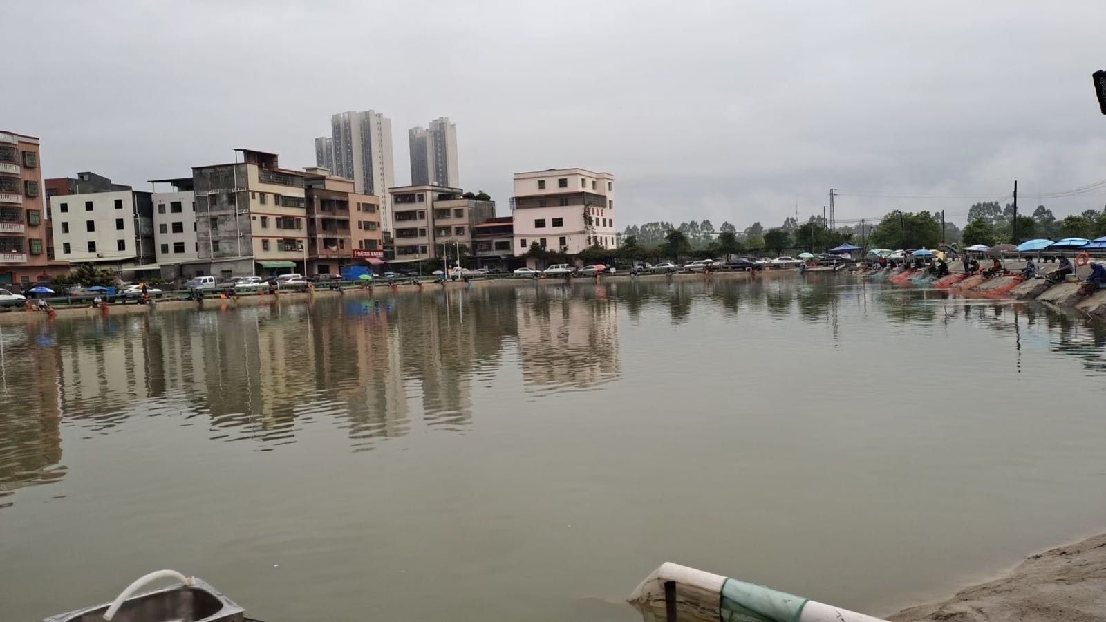 廣東雷龍魚哪里有的抓啊 廣東雷龍魚哪里有的抓啊 龍魚百科 第3張