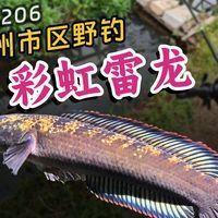 廣東雷龍魚哪里有的抓啊 廣東雷龍魚哪里有的抓啊 龍魚百科 第7張