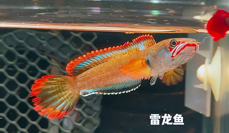 廣東雷龍魚哪里有的抓啊 廣東雷龍魚哪里有的抓啊 龍魚百科 第6張