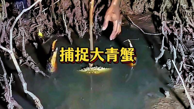 廣東雷龍魚哪里有的抓啊 廣東雷龍魚哪里有的抓啊 龍魚百科 第8張