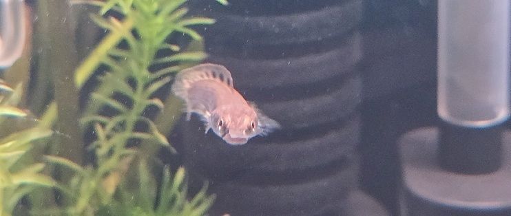 龍魚和雷龍魚哪個好：龍魚和雷龍魚哪個好養