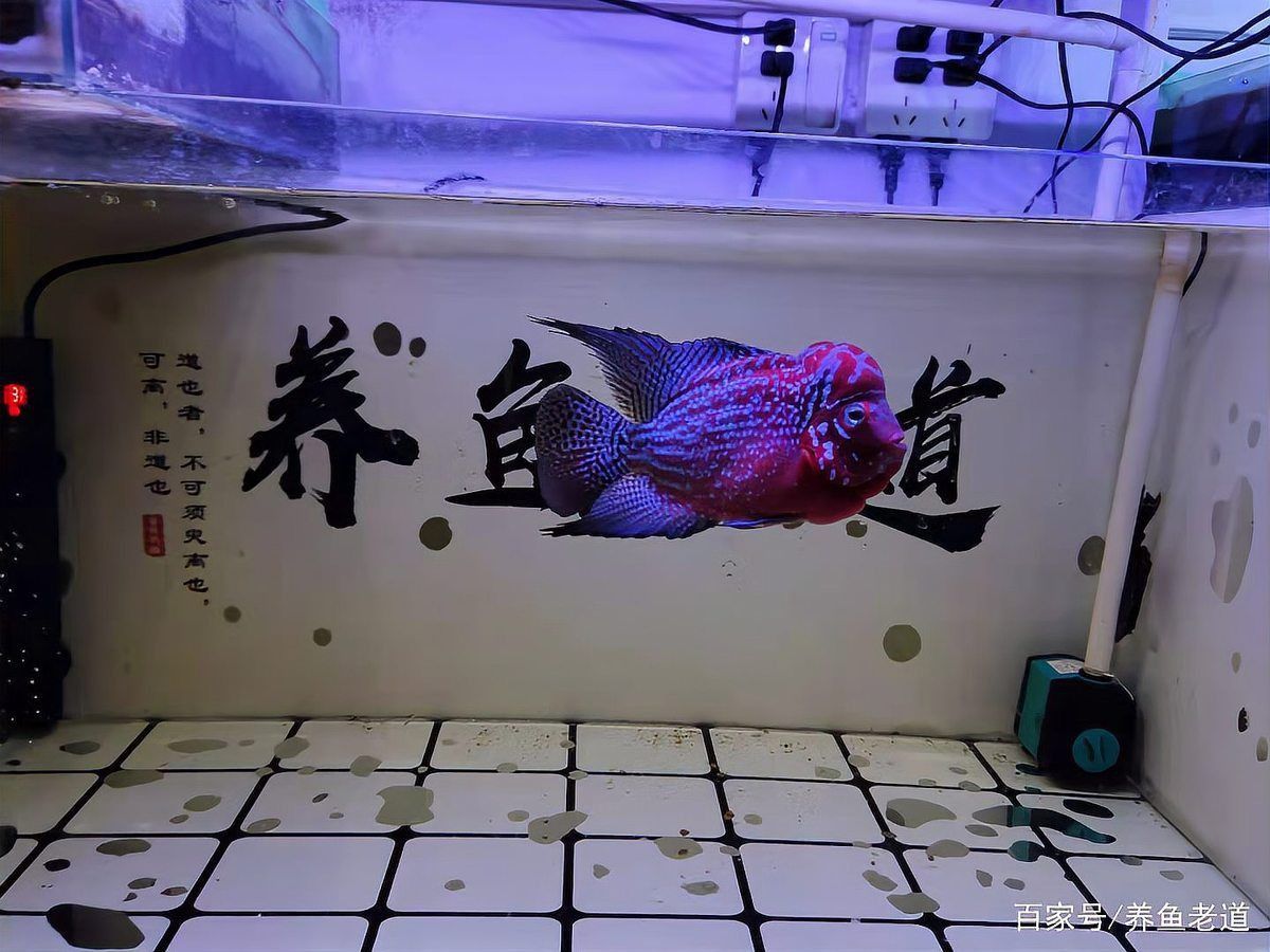 開觀賞魚店風(fēng)險大嗎