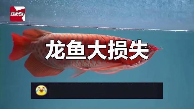 開觀賞魚店風(fēng)險大嗎