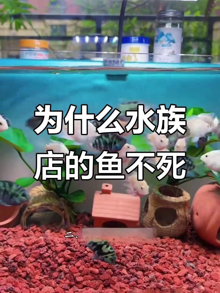 開觀賞魚店風(fēng)險大嗎