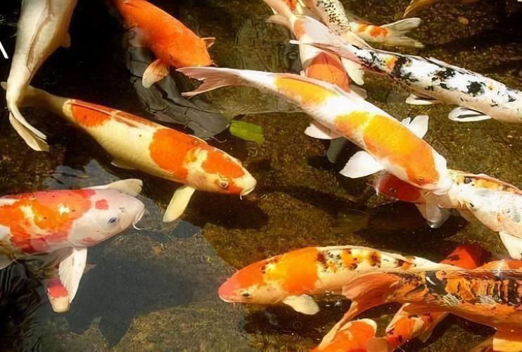 開觀賞魚店風(fēng)險大嗎