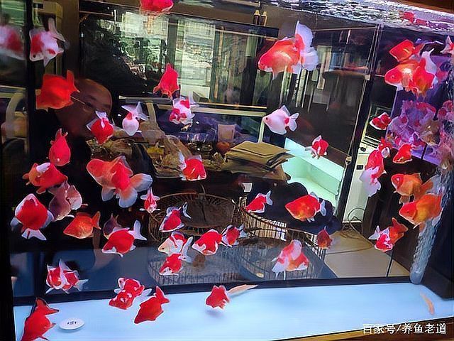開觀賞魚店風(fēng)險大嗎