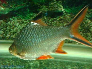 泰國鯽和龍魚混養好不好：泰國鯽和龍魚混養在一定程度上是可行的，但也存在的風險和挑戰
