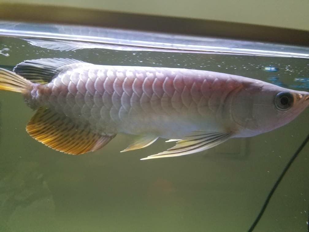 龍魚銀龍（如何鑒別高品質(zhì)的龍魚,銀龍魚適合哪種水質(zhì)環(huán)境）