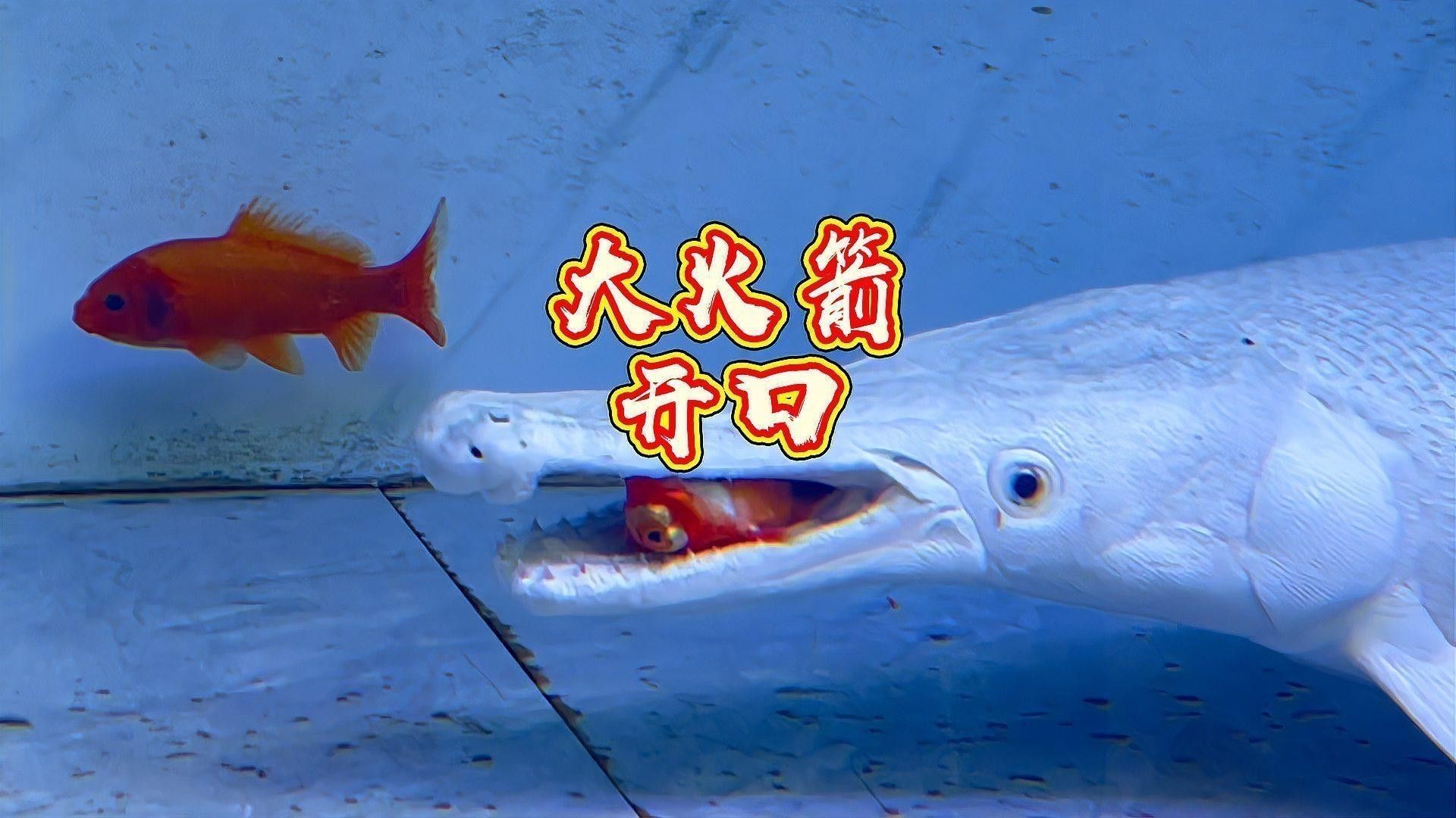 幽靈火箭和龍魚能混養嗎