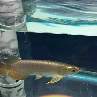 龍魚一次繁殖多少條魚合適：龍魚一次繁殖多少條魚合適呢？ 龍魚一次繁殖多少條魚合適：龍魚一次繁殖多少條魚合適呢？ 龍魚百科 第3張