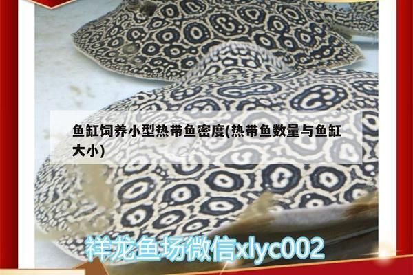 龍魚飼料魚消毒多久一次合適：龍魚飼料魚消毒多久一次？科學(xué)消毒方法解析