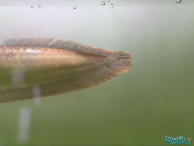 龍魚常見的病有哪些種類：龍魚常見的幾種疾病類型及其癥狀