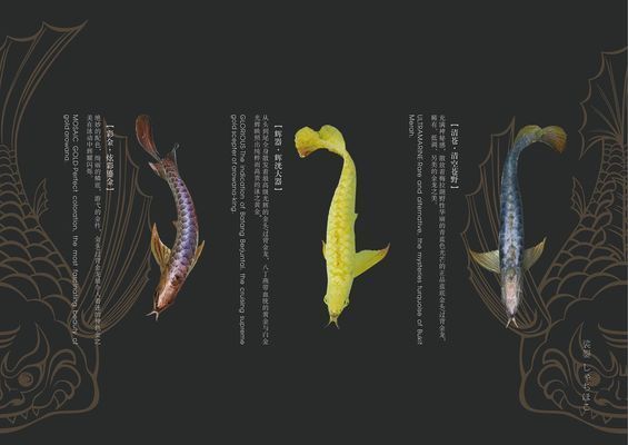龍魚幼魚飼料選擇指南：如何選擇合適的龍魚幼犬飼料