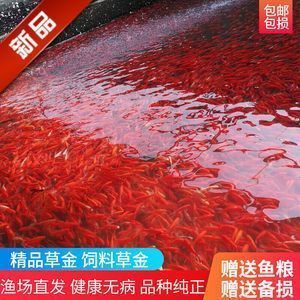 龍魚幼魚飼料選擇指南：如何選擇合適的龍魚幼犬飼料
