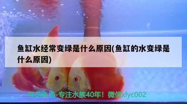 龍魚有的時候下底游,正常嗎：龍魚偶爾下底游是怎么回事