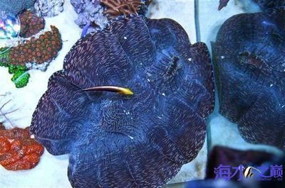 廣州龍魚批發市場在哪個區域，廣州龍魚批發市場