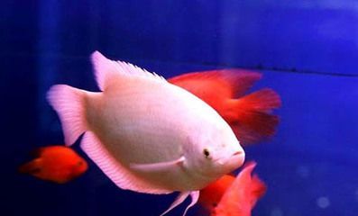 銀龍魚pk食人魚（銀龍魚與食人魚的區(qū)別）