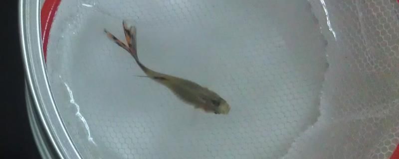 大嘴鯨魚爛尾病的急救措施：大嘴鯨魚爛尾病怎么辦