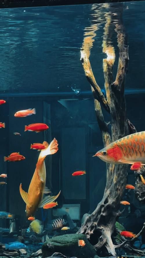 養龍魚魚缸背景圖