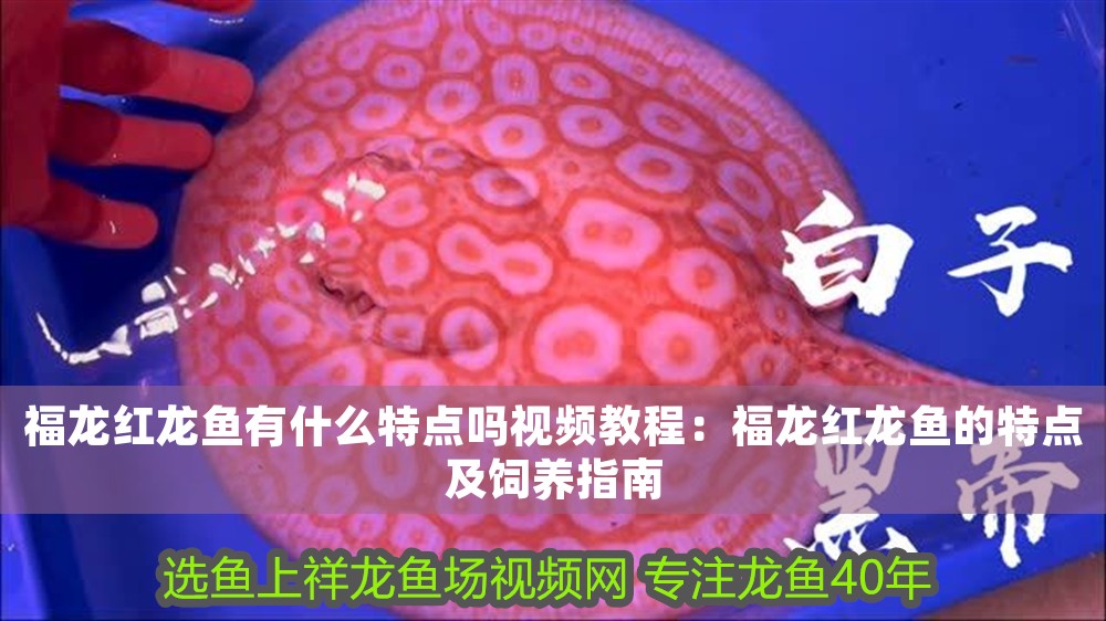 福龍紅龍魚有什么特點嗎視頻教程：福龍紅龍魚的特點及飼養指南