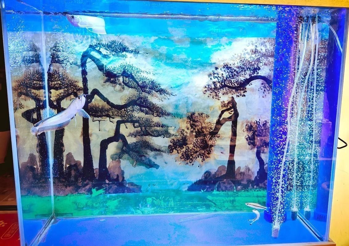 養龍魚魚缸背景圖