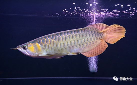 如何預防紅龍魚感染箭蟲？ 如何預防紅龍魚感染箭蟲？ 龍魚百科 第14張