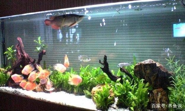 怎么樣能讓魚缸里的水變清澈（如何正確使用絮凝劑凈化魚缸水）