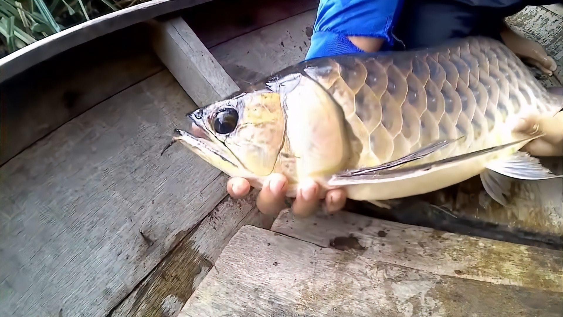 如何安全地捕捉成年金龍魚？