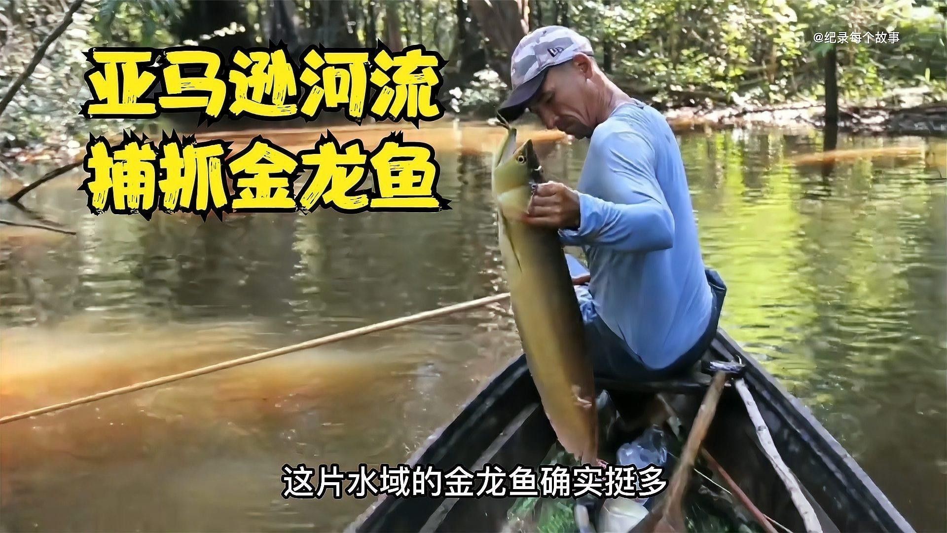 如何安全地捕捉成年金龍魚？