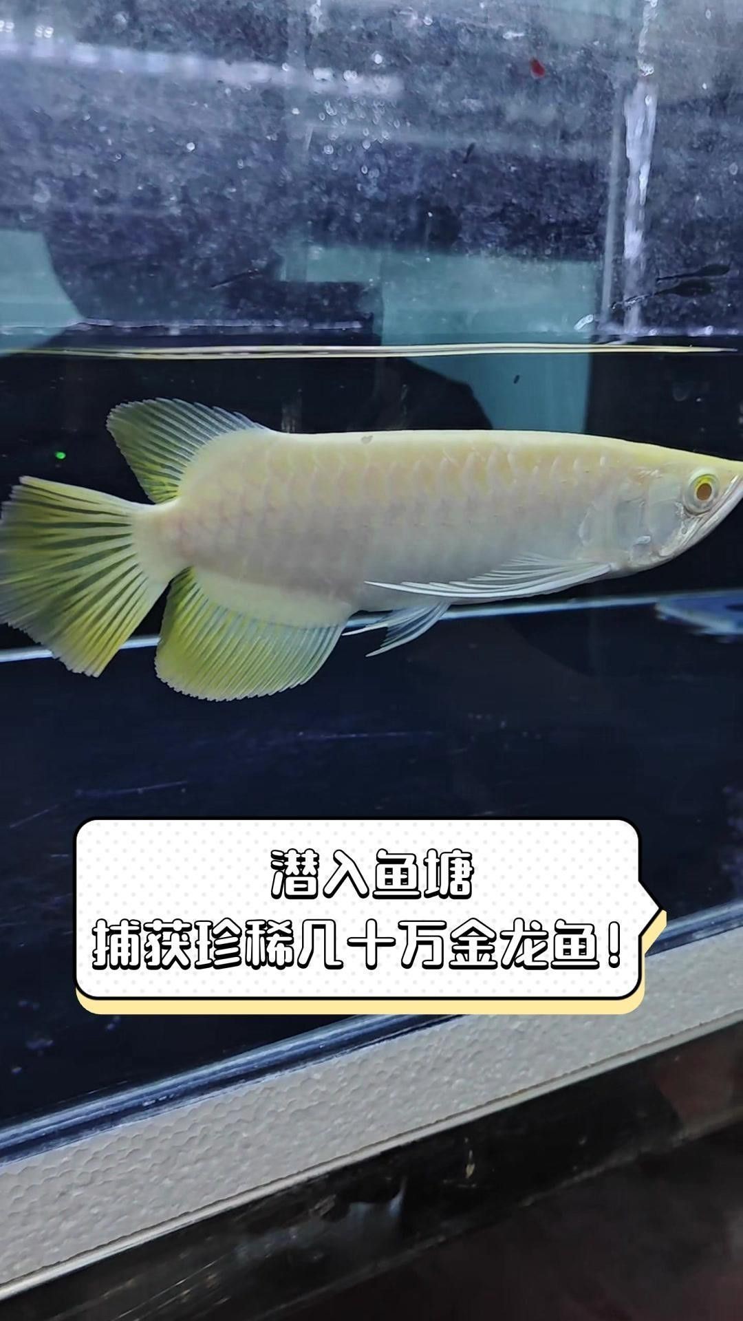 如何安全地捕捉成年金龍魚？