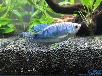 觀賞魚曼龍魚：曼龍魚是一種屬于絲足鱸科的熱帶觀賞魚，曼龍魚的飼養難度適中