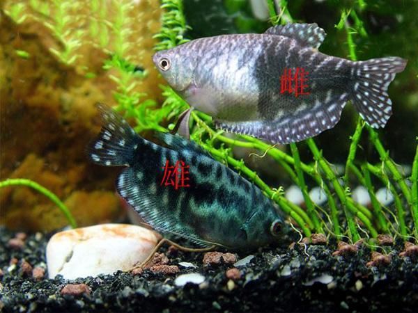 觀賞魚曼龍魚：曼龍魚是一種屬于絲足鱸科的熱帶觀賞魚，曼龍魚的飼養難度適中
