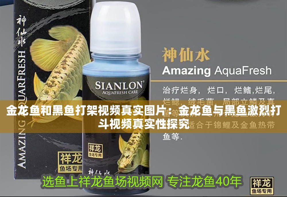 金龍魚和黑魚打架視頻真實圖片：金龍魚與黑魚激烈打斗視頻真實性探究
