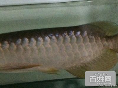 怎樣使紅龍魚食欲增加呢：如何提高紅龍魚的食欲