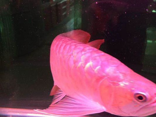 紅龍魚鱗片發黑潰爛怎么辦用什么藥：紅龍魚鱗片發黑潰爛怎么辦