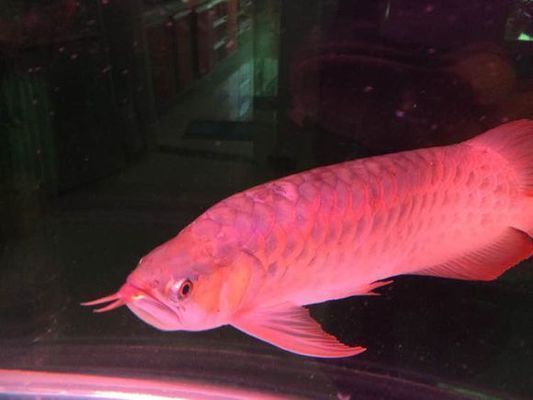 紅龍魚鱗片發黑潰爛怎么辦用什么藥：紅龍魚鱗片發黑潰爛怎么辦