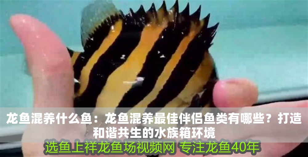 龍魚混養(yǎng)什么魚：龍魚混養(yǎng)最佳伴侶魚類有哪些？打造和諧共生的水族箱環(huán)境