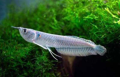 銀龍魚經(jīng)常死的原因（銀龍魚為什么經(jīng)常死亡？）