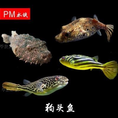 皇冠狗頭 龍魚【皇冠狗頭與龍魚混養的注意事項】