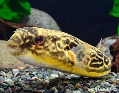 皇冠狗頭 龍魚【皇冠狗頭與龍魚混養的注意事項】