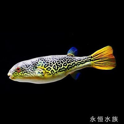 皇冠狗頭 龍魚【皇冠狗頭與龍魚混養的注意事項】