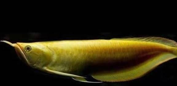 龍魚眼睛有白點是怎么回事（龍魚眼睛出現白點可能由多種因素引起，治療方法需要注意）