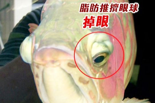 龍魚不活躍和魚缸內(nèi)魚少有關(guān)系嗎：龍魚不活躍可能與魚缸內(nèi)魚的數(shù)量有關(guān)，飼養(yǎng)管理的全面指南