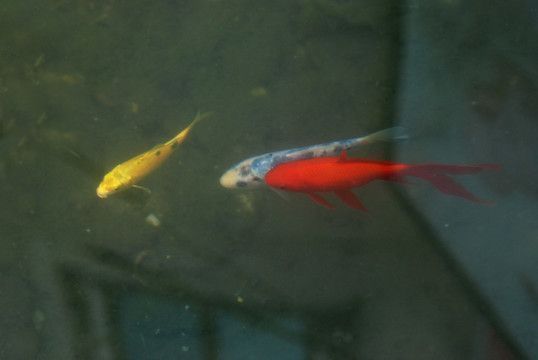 龍魚不活躍和魚缸內(nèi)魚少有關(guān)系嗎：龍魚不活躍可能與魚缸內(nèi)魚的數(shù)量有關(guān)，飼養(yǎng)管理的全面指南