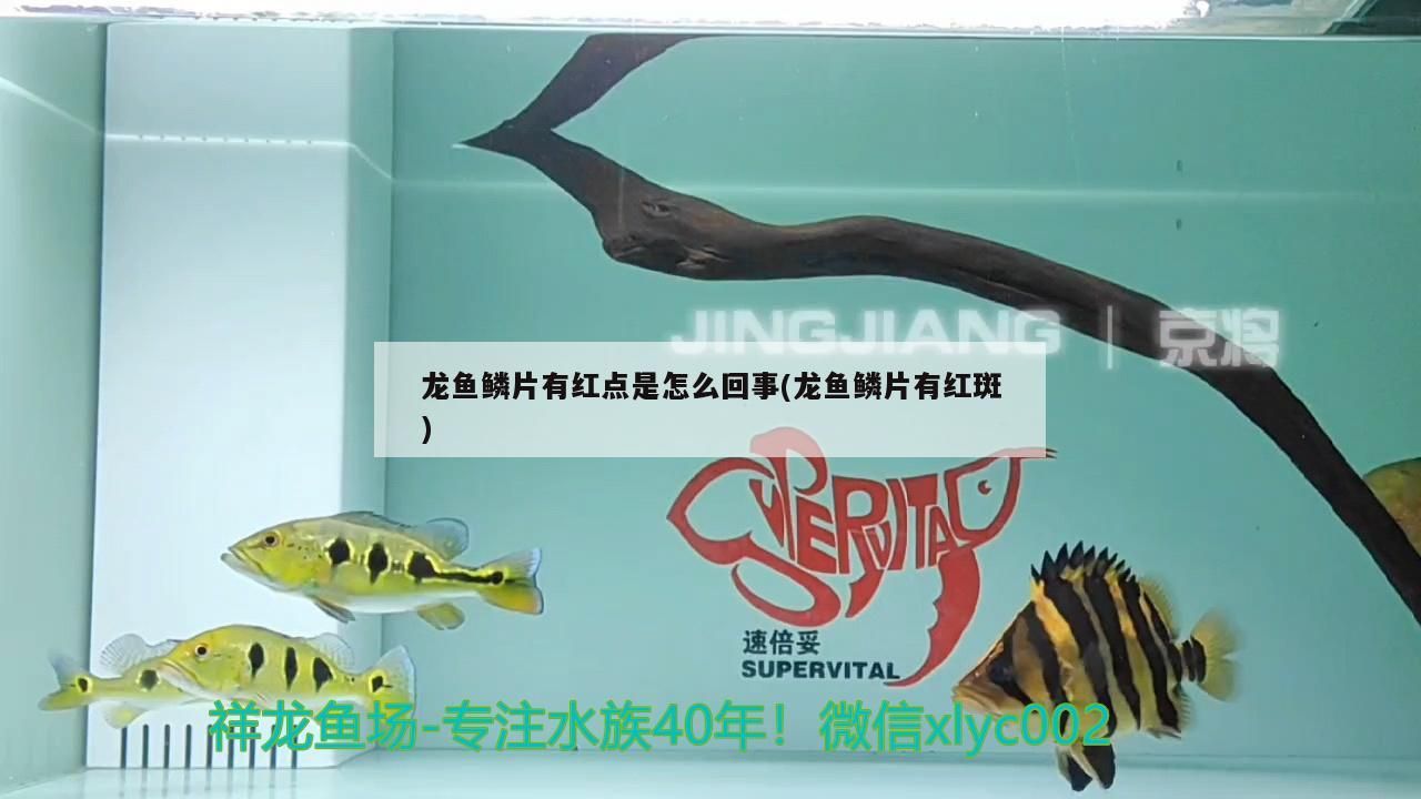 龍魚鱗片有紅點是怎么回事(龍魚鱗片有紅斑)