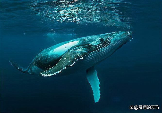鯨魚奶