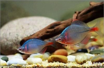 雷龍魚飼料什么牌子的好一點：德彩慈鯛上浮料購買渠道德彩慈鯛上浮料購買渠道