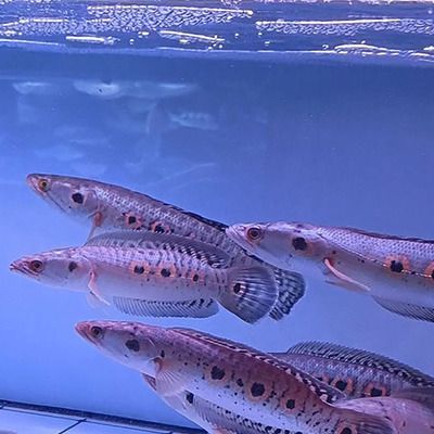 黃金河虎魚品種價格對比，黃金河虎魚價格對比
