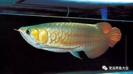 喂龍魚(yú)吃什么食物最好吃：喂龍魚(yú)吃什么食物最好